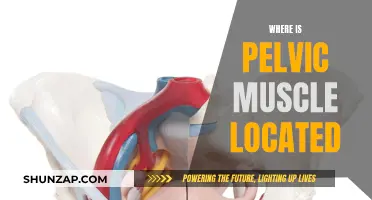 Pelvic Muscle Location: Understanding the Core's Foundation