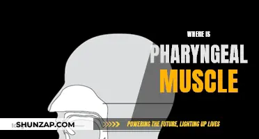Pharyngeal Muscle: Where is This Muscle Located?