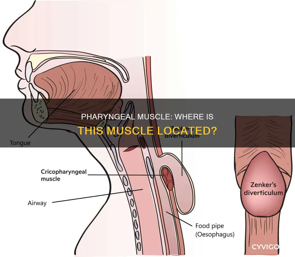 where is pharyngeal muscle