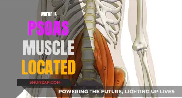 The Elusive Psoas Muscle: Where Is It Located?