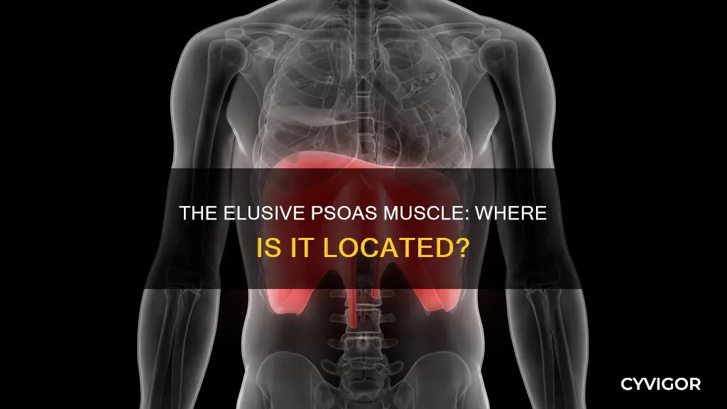 where is psoas muscle located
