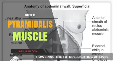 Pyramidalis Muscle: Location and Function