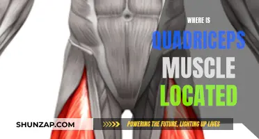 The Quadriceps Muscle: Location and Functionality Explained
