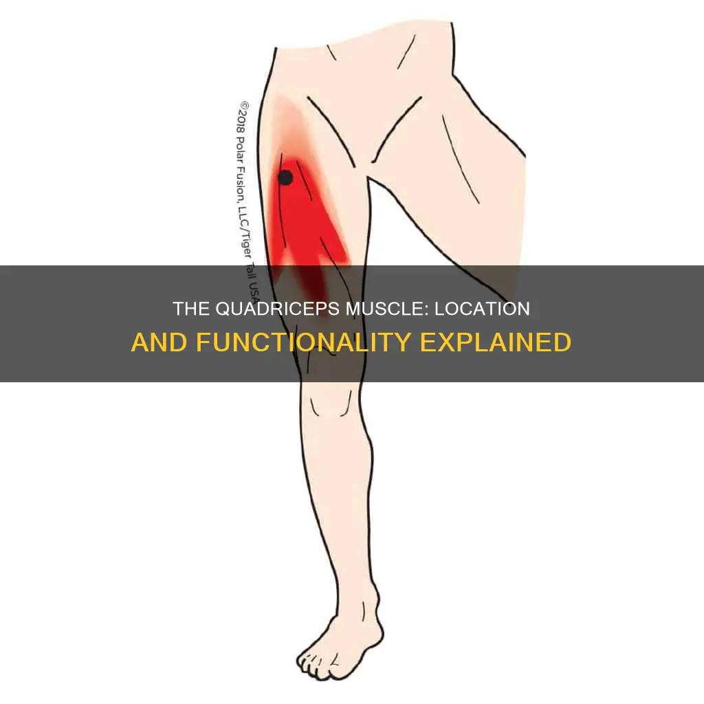 where is quadriceps muscle located