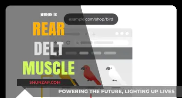 The Rear Delt Muscle: Where Is It?
