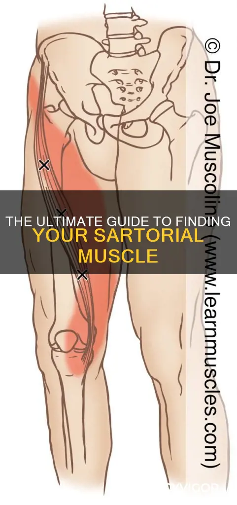 where is sartorial muscle