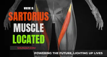 The Sartorius Muscle: Location and Function Explained