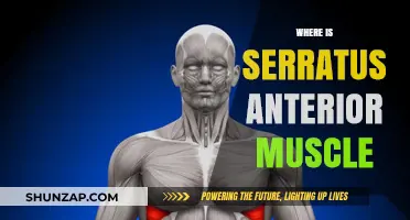 The Serratus Anterior Muscle: Where Is It Located?
