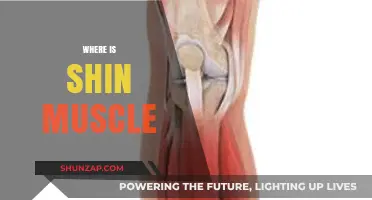 Shin Muscle: Location and Function Explained