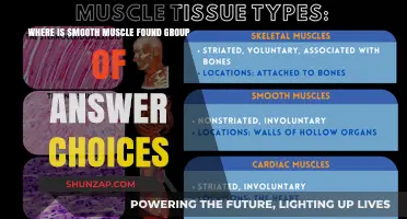 Smooth Muscle Locations: Exploring Where This Tissue Resides in the Body