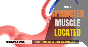The Sphincter Muscle: Location and Functionality Explained