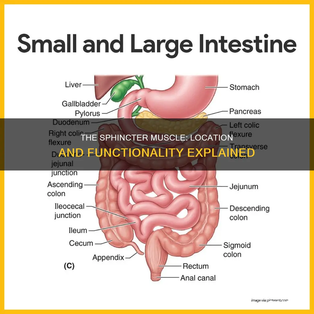 where is sphincter muscle located