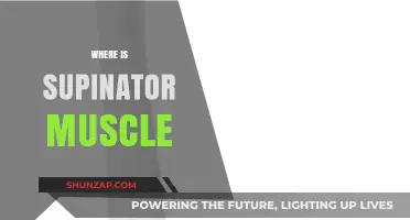 Supinator Muscle: Where Is It Located?