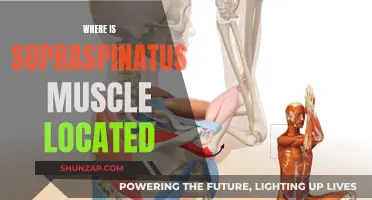 The Supraspinatus Muscle: Where Is It Located?