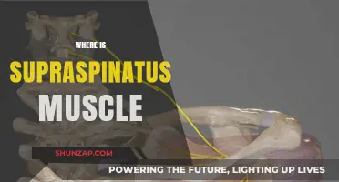 Supraspinatus Muscle: Where Is It and Why It Matters