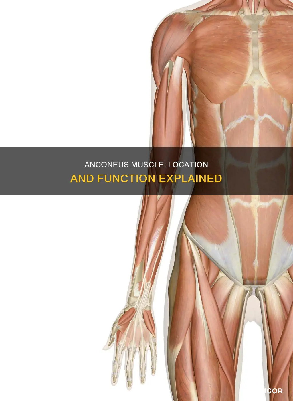 where is the anconeus muscle