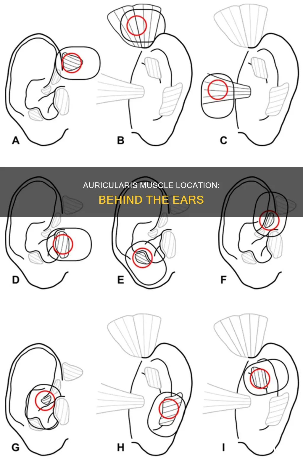 where is the auricularis muscle