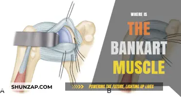 Bankart Muscle Location: What You Need to Know