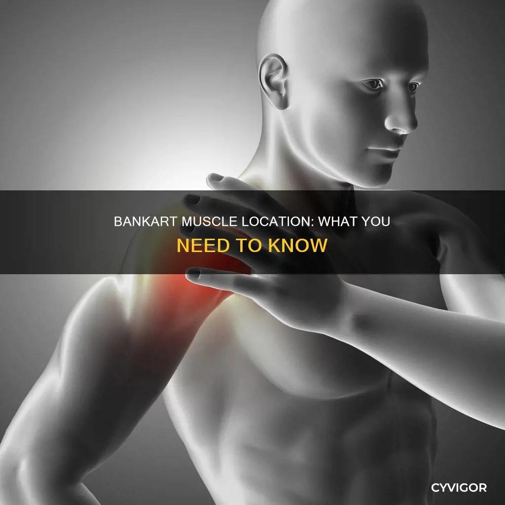 where is the bankart muscle