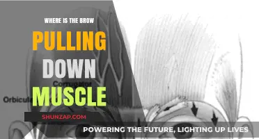 Brow Pulling Down Muscle: Location, Function, and Anatomy Explained