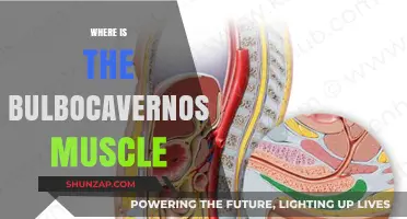 Bulbocavernosus Muscle: Where is it Located?