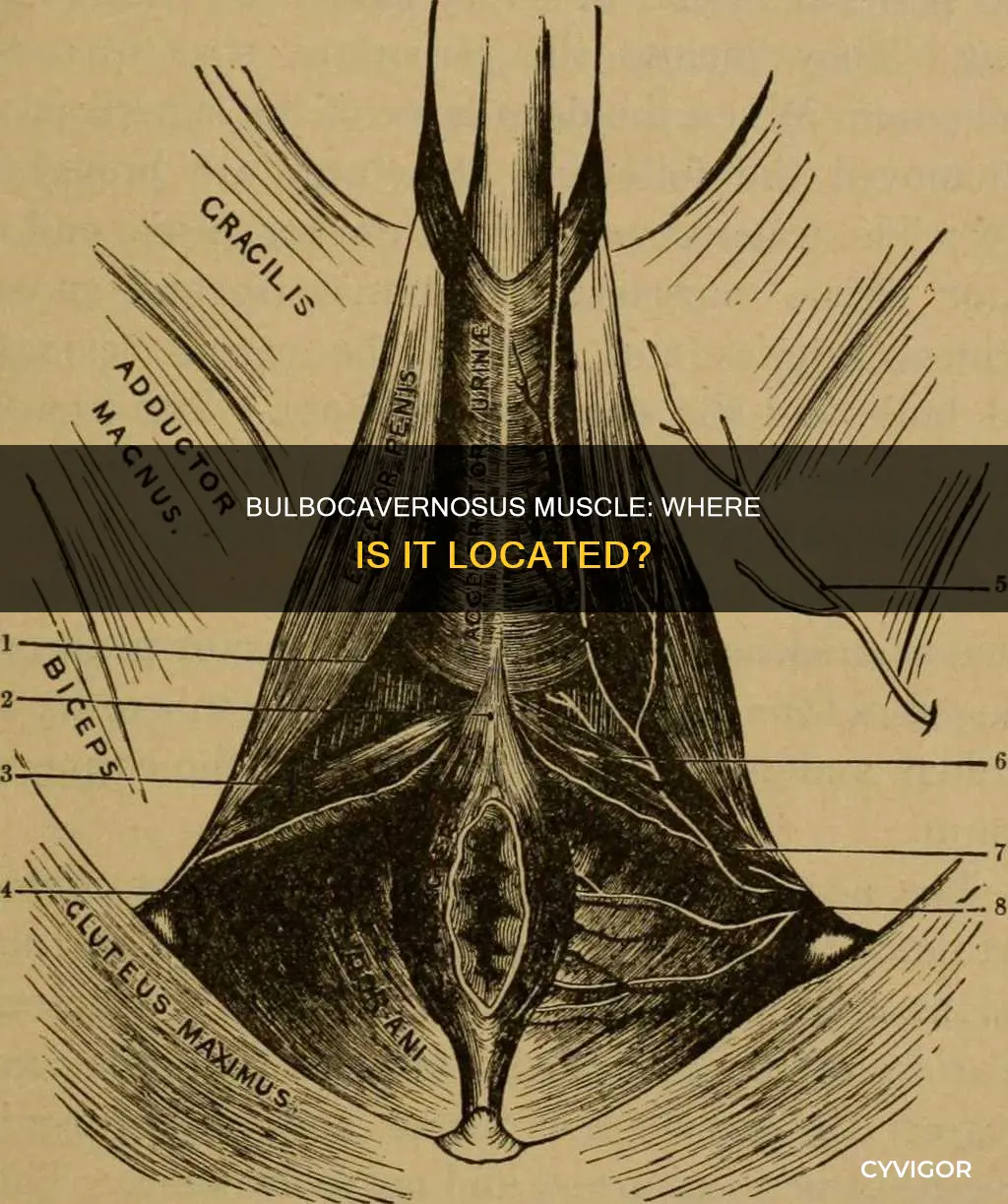 where is the bulbocavernosus muscle