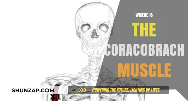 Coracobrachialis Muscle: Where Is It Located?