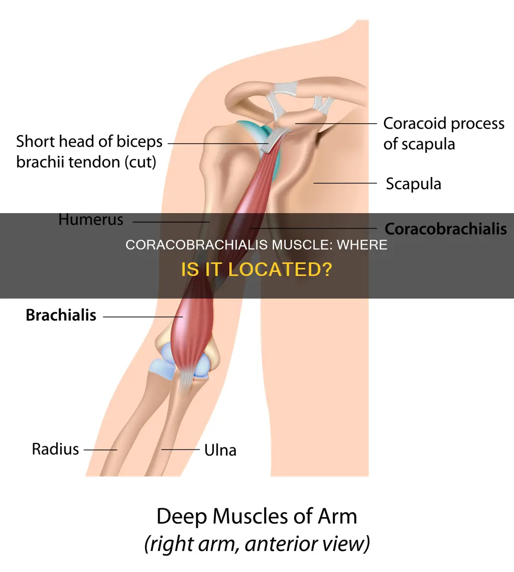 where is the coracobrachialis muscle
