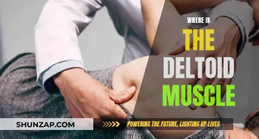 Deltoid Muscle: Where is This Muscle Located?