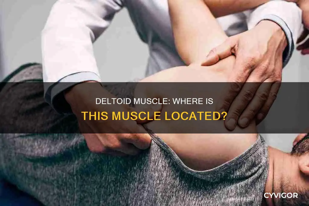 where is the deltoid muscle