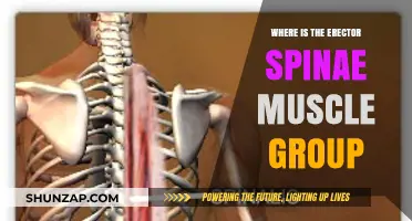 Erector Spinae Muscle Group: Location and Function Explained