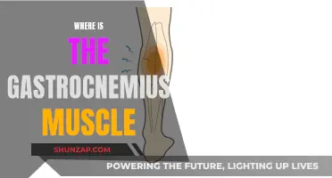 Gastrocnemius Muscle: Where is this Calf Muscle Located?