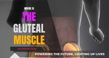 The Gluteal Muscle: Where Is It Located?
