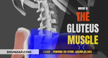 Gluteus Muscle: Where Is It Located in the Human Body?