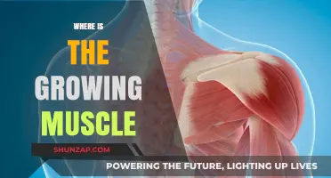 Unveiling the Science Behind Where and How Muscles Grow Effectively