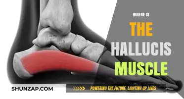 Hallucis Muscle: Where Is It Located?