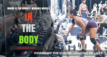Unveiling the Body's Hardest Working Muscle: Surprising Facts Revealed
