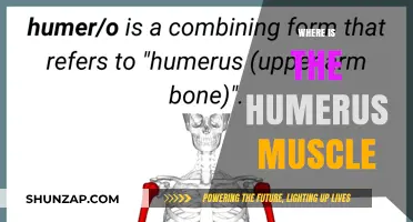 The Humerus Muscle: Where is it Located?
