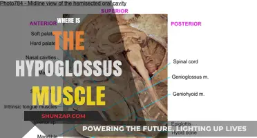 Hypoglossus Muscle: Location and Function