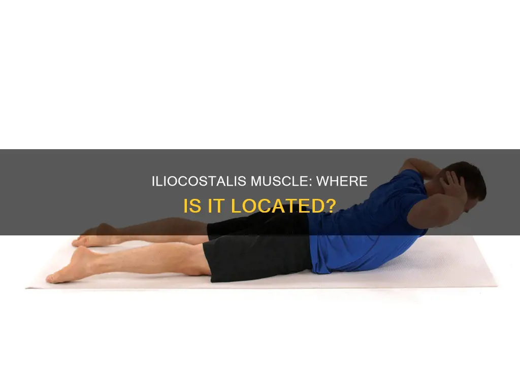where is the iliocostalis muscle