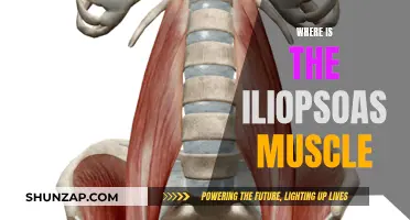 Iliopsoas Muscle: Where Is This Core Muscle Located?