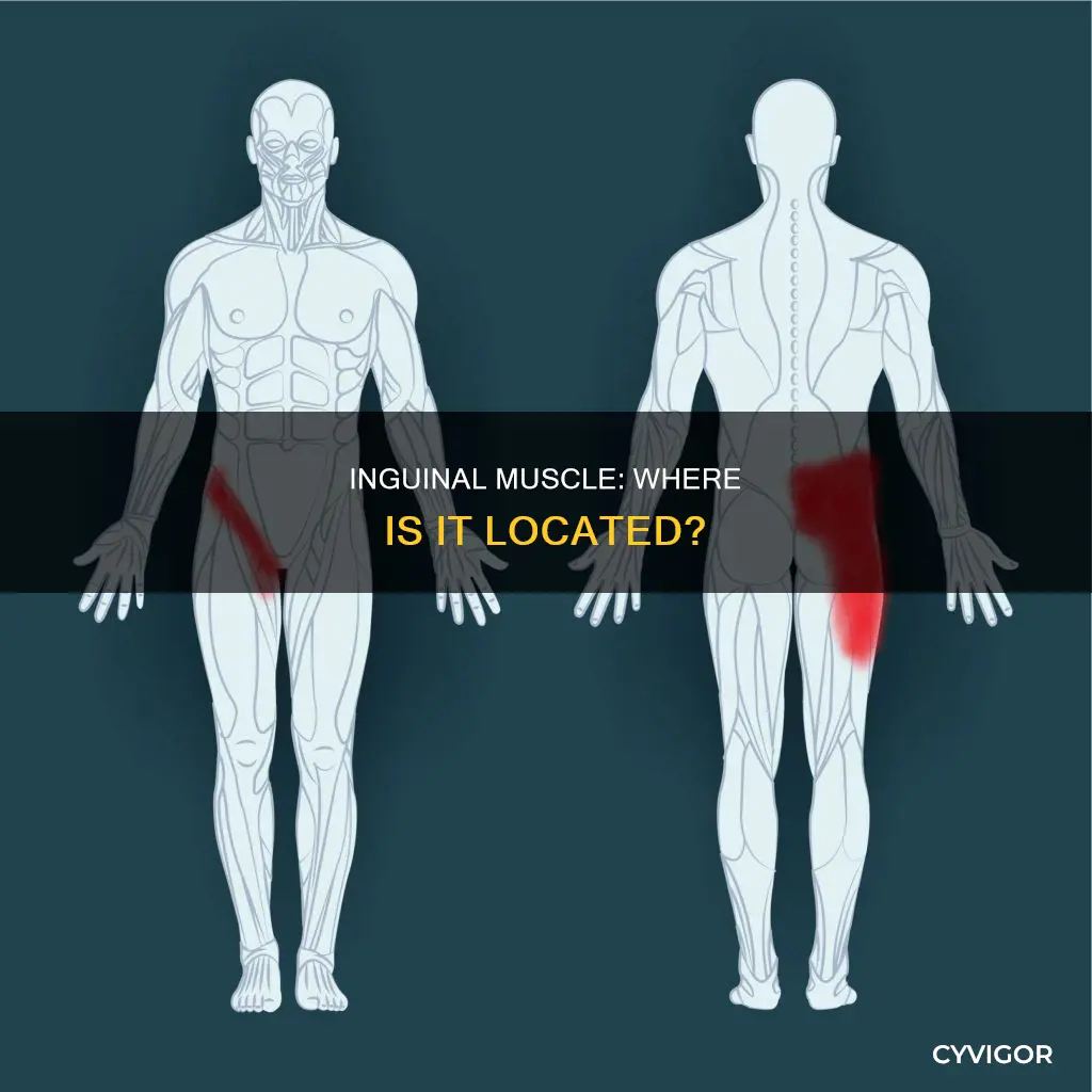 where is the inguinal muscle