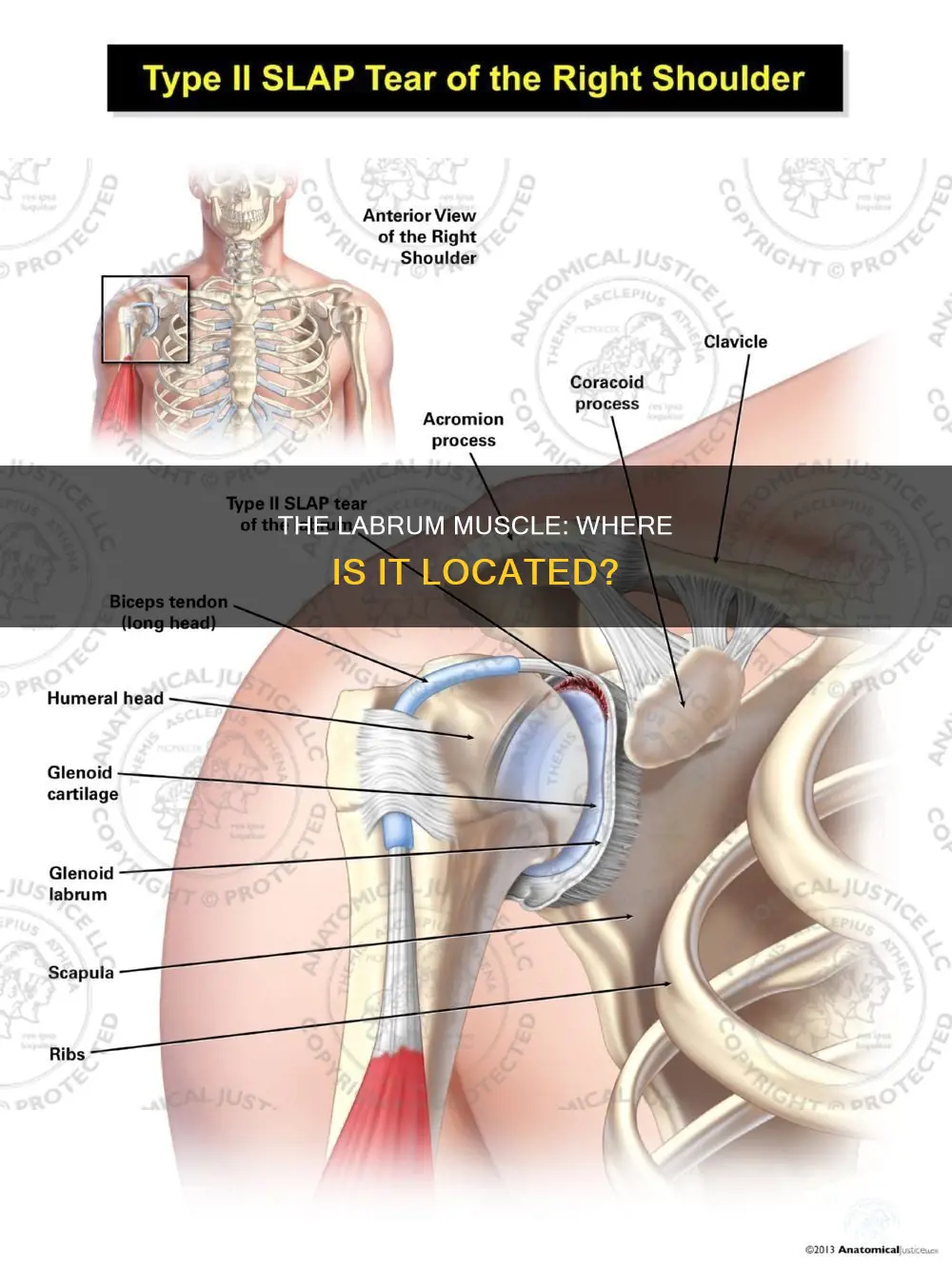 The Labrum Muscle Where Is It Located CyVigor the-labrum-muscle-where-is-it-located-cyvigor