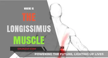 Longissimus Muscle: Where Is It Located?