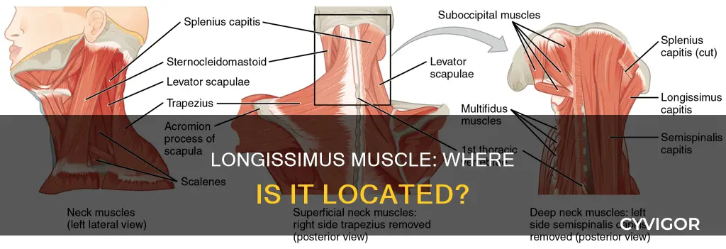 where is the longissimus muscle