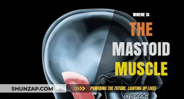 The Mastoid Muscle: Location and Function