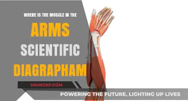 Arm Muscles: Scientific Diagram and Anatomical Location Explained