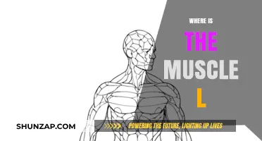 The Muscle Mystery: Where is L?