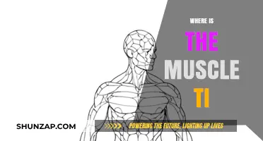 Unlocking the Mystery of the Muscle Ti