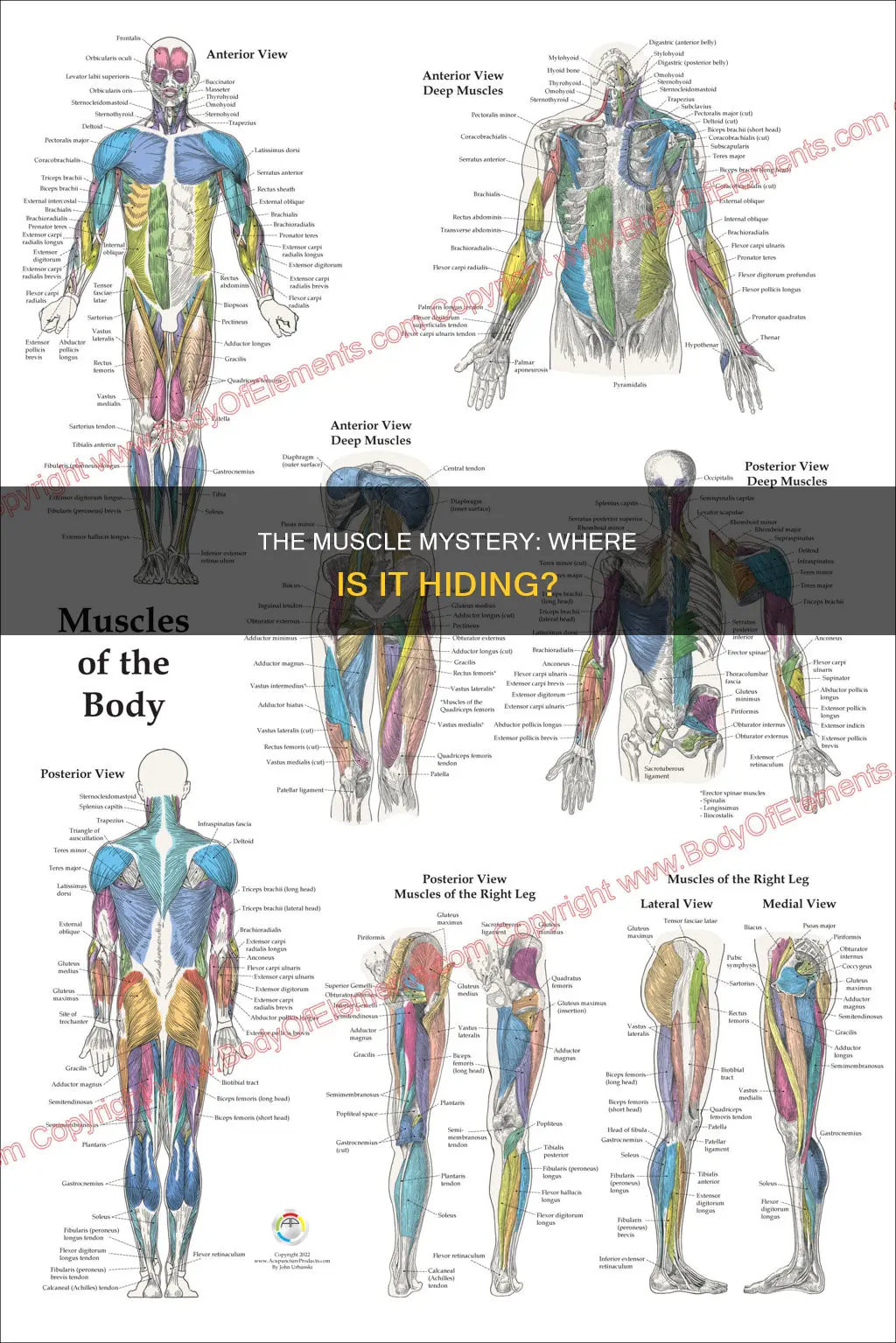 where is the muscle